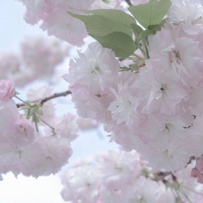 兽设海洋场景创作福瑞交流群